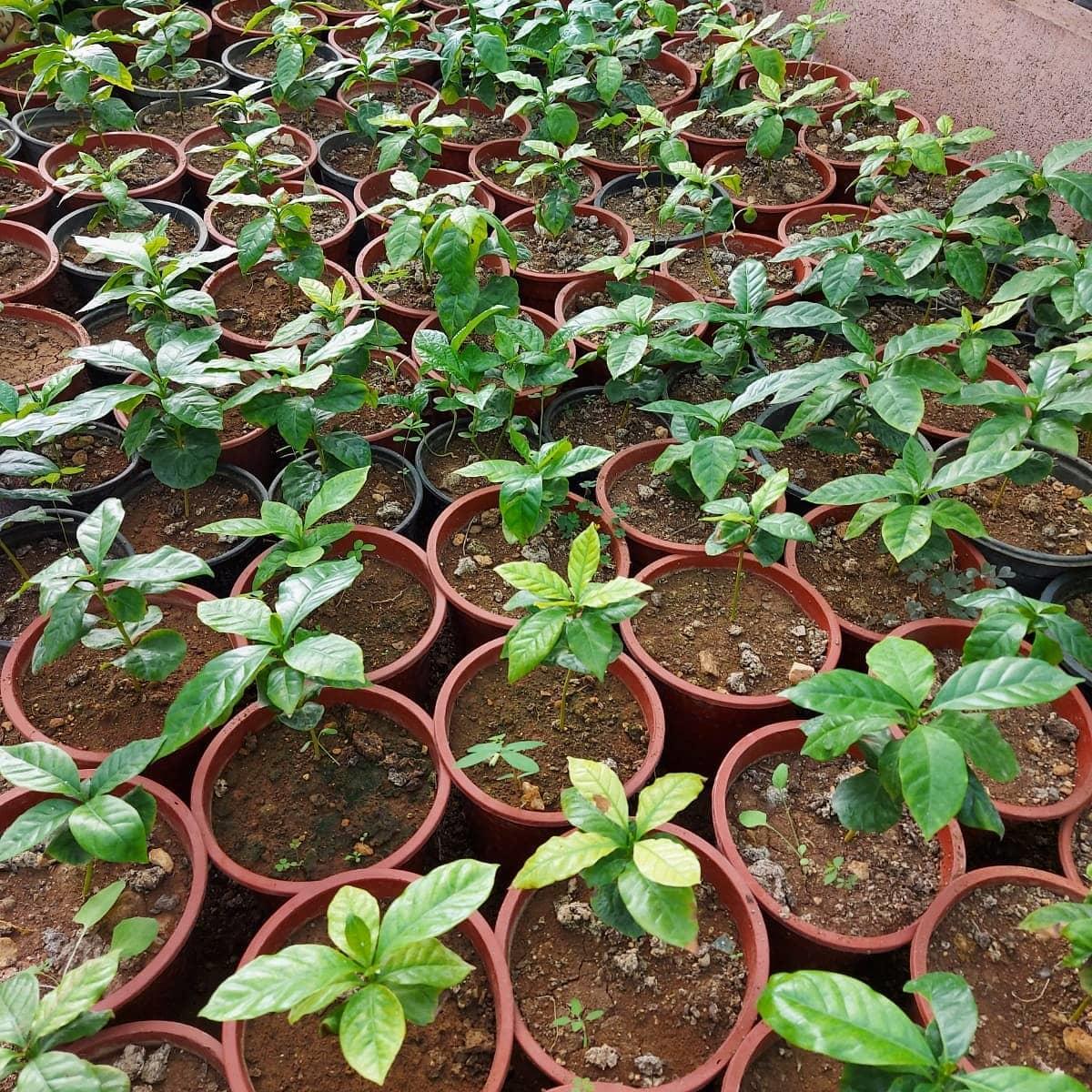 KAHVE%20FIDANI%20(Coffea%20Arabica%202.5%20YAS%20(COK%20OZEL%20URUN%20SINIRLI%20STOK)